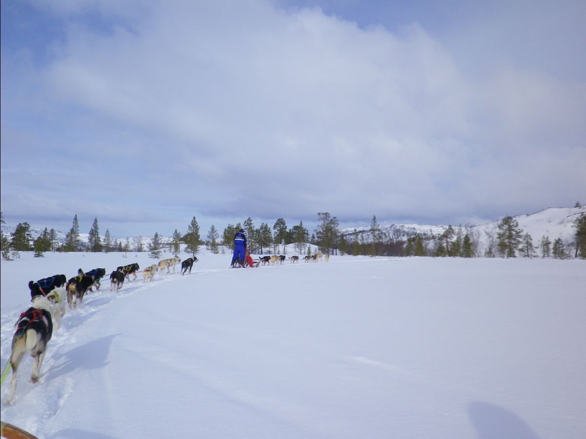 Dogs sledge20